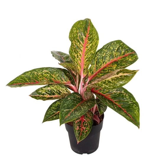 Aglaonema 'Lychee Red' - image 1