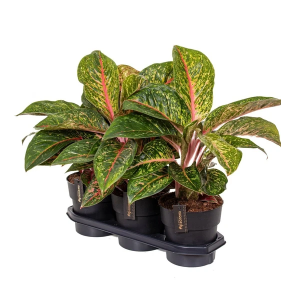 Aglaonema 'Lychee Red' - image 2