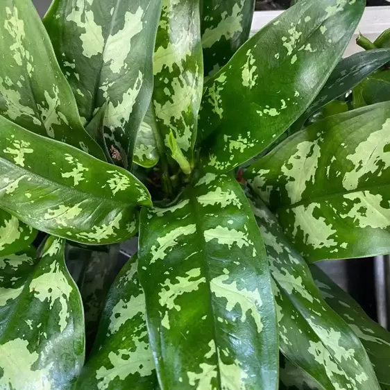 Aglaonema 'Maria' 12cm - image 1