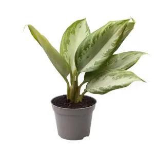 Aglaonema 'Maria' 6cm - image 2