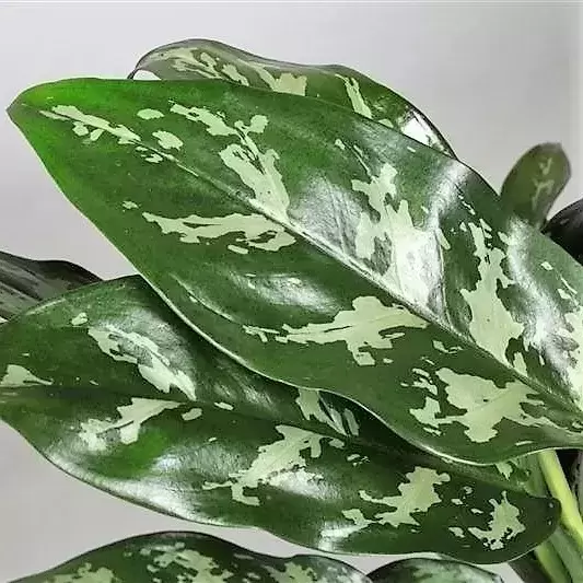 Aglaonema 'Maria' 12cm - image 2