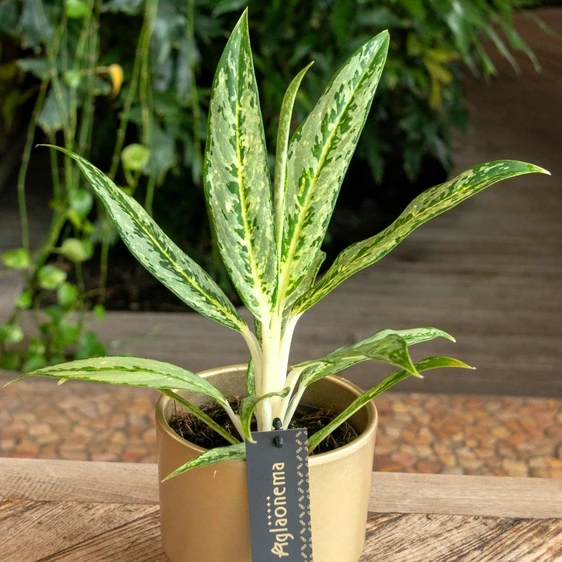 Aglaonema 'Matcha Lemon' - image 2