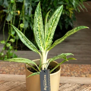 Aglaonema 'Matcha Lemon' - image 2