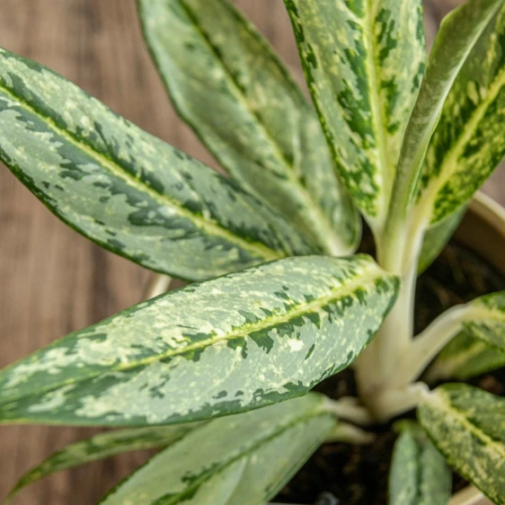 Aglaonema 'Matcha Lemon' - image 3