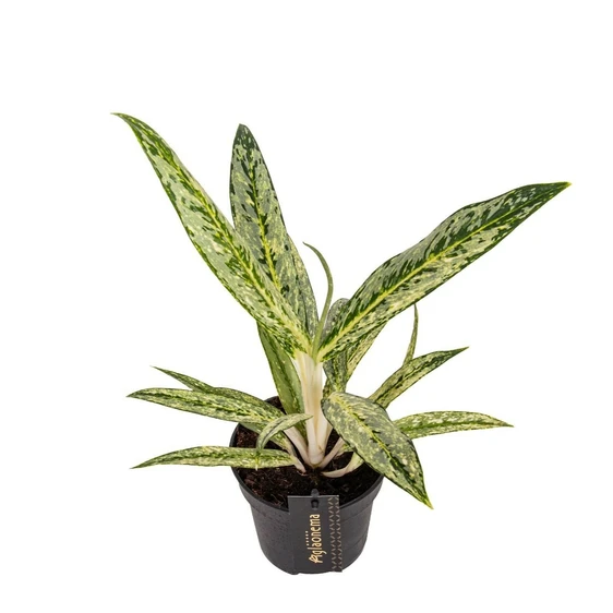 Aglaonema 'Matcha Lemon' - image 1