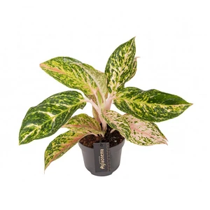 Aglaonema 'Melon Candy'