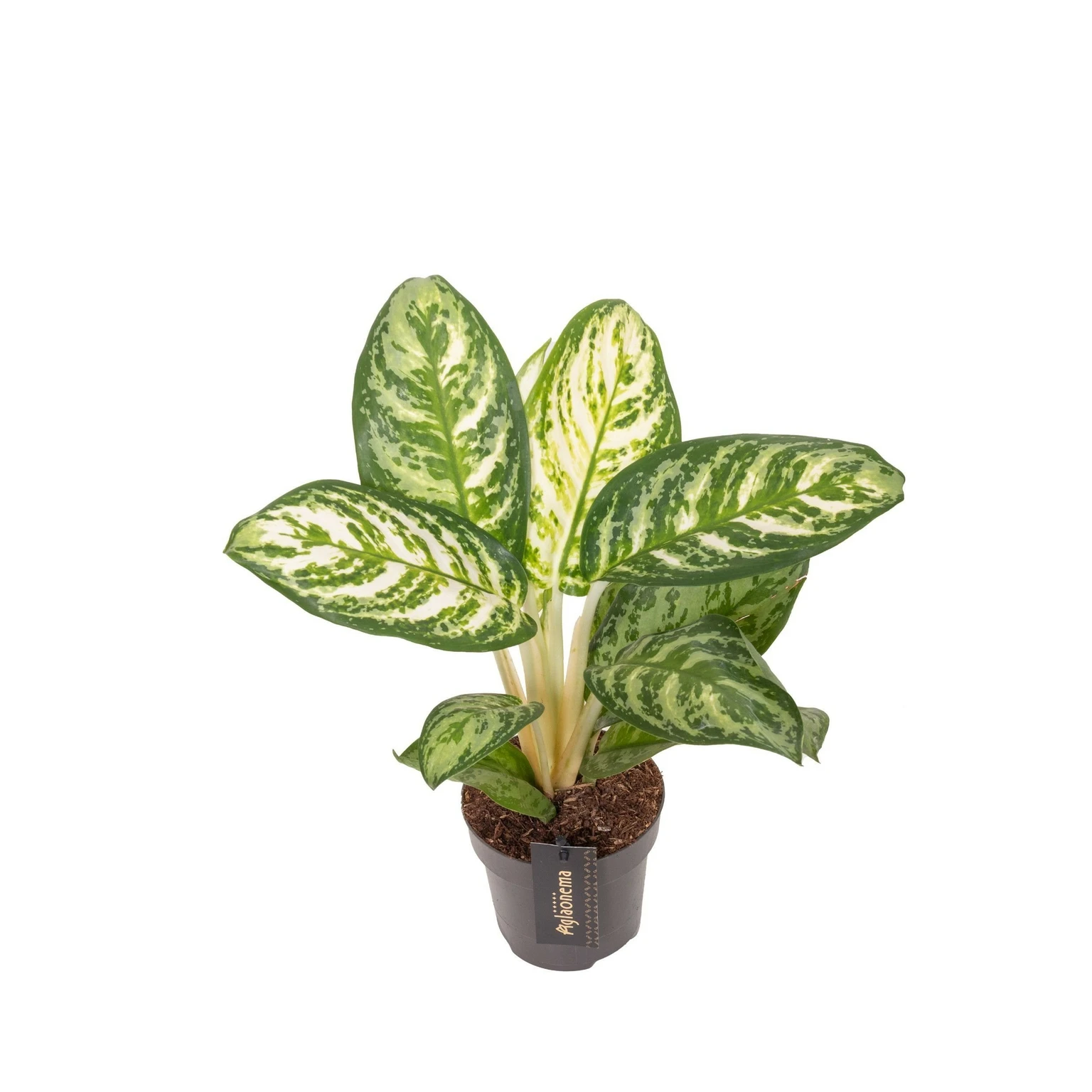 Aglaonema 'Minty Ice' - Cowell's Garden Centre | Woolsington