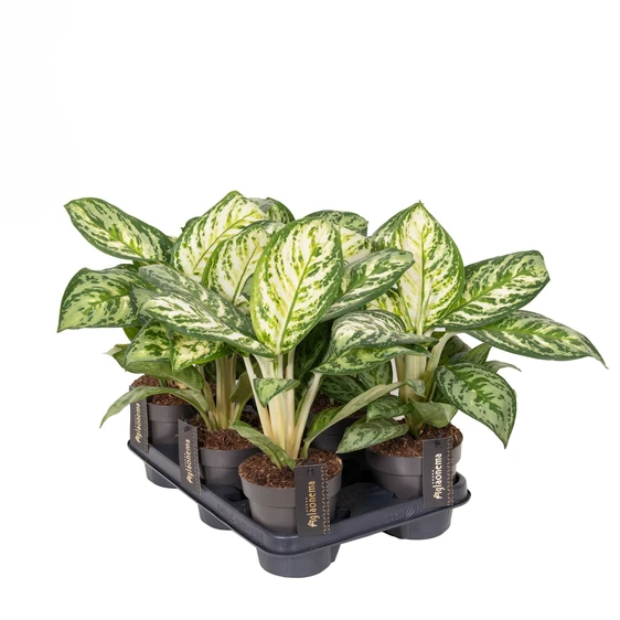 Aglaonema 'Minty Ice' - image 2