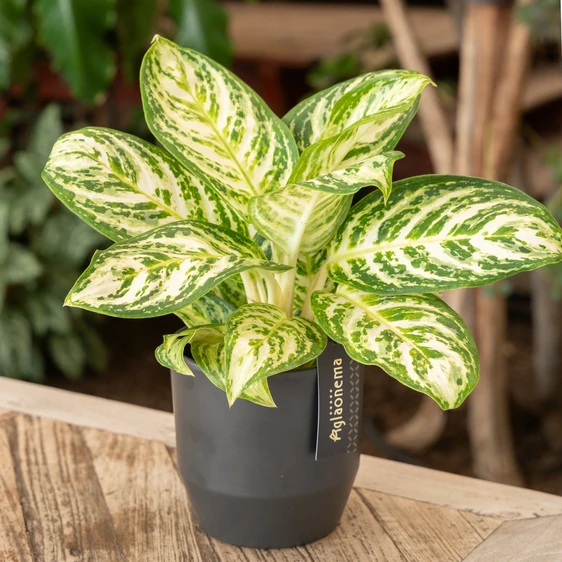 Aglaonema 'Minty Ice' - image 3