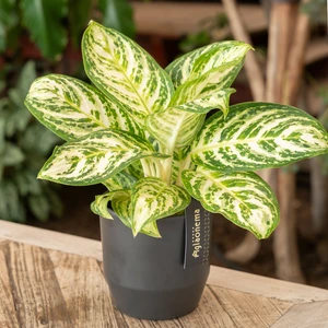 Aglaonema 'Minty Ice' - image 3