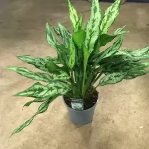 Aglaonema 'Miss Juliette'