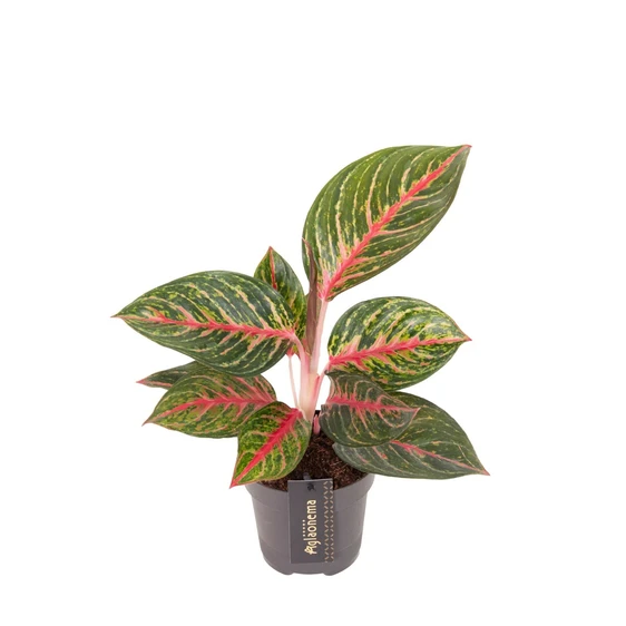 Aglaonema 'Olive Red' - image 1