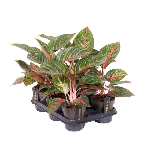 Aglaonema 'Olive Red' - image 2