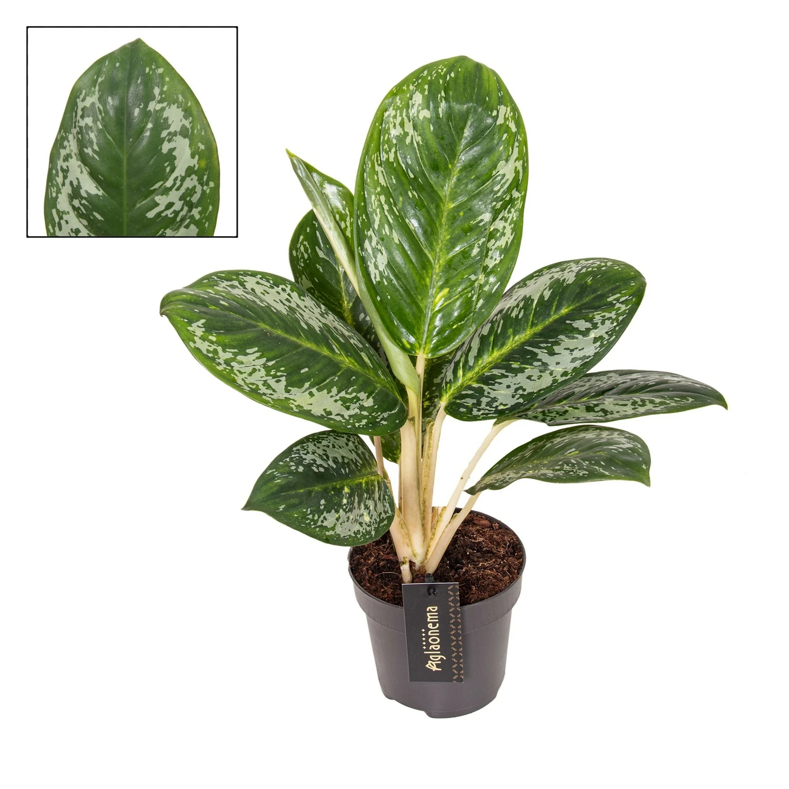 N*P様 THE GREEN KONG Aglaonema picture Aglaonema 'Onyx Green' 12cm - Cowell's Garden Centre | Woolsington