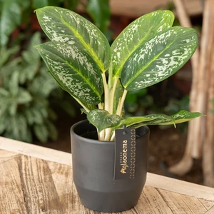 Aglaonema 'Onyx Green' 12cm - image 2