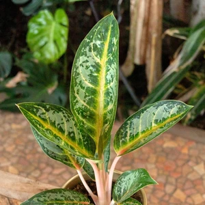 Aglaonema 'Orange Flame' - image 3