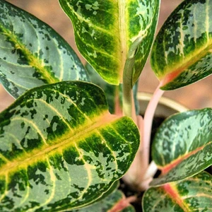 Aglaonema 'Orange Flame' - image 4