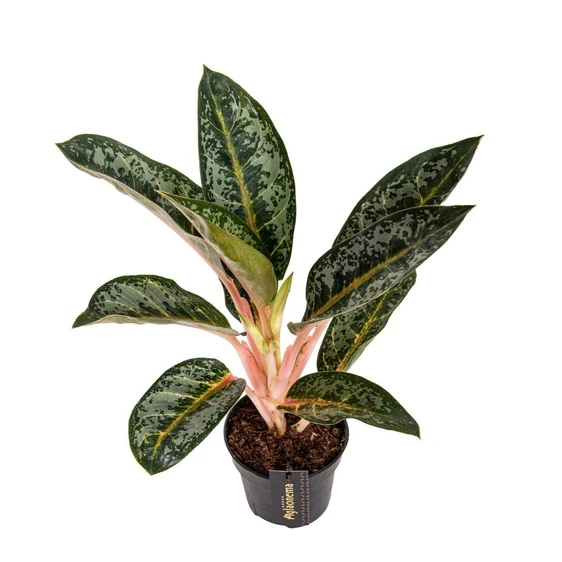 Aglaonema 'Orange Flame' - image 1