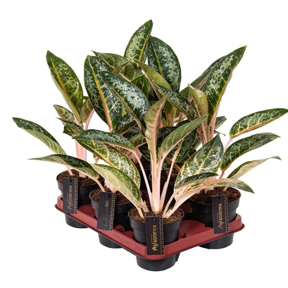 Aglaonema 'Orange Flame' - image 2