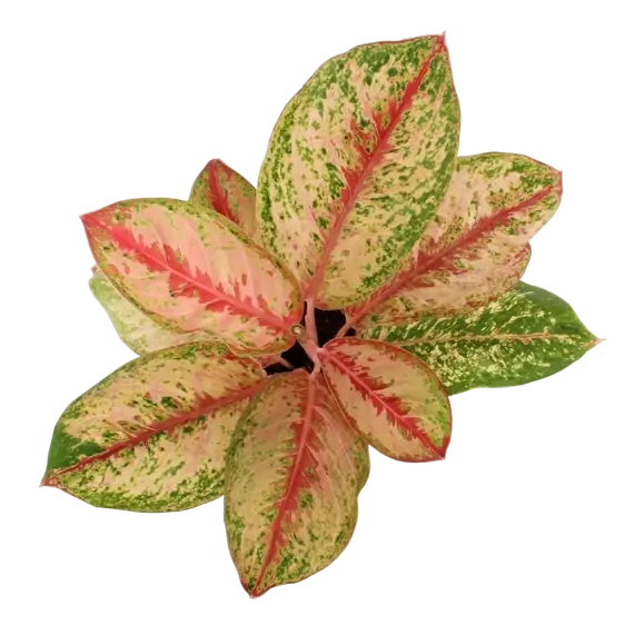 Aglaonema 'Painted Celebration' - image 3
