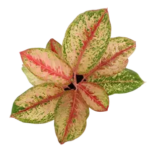 Aglaonema 'Painted Celebration' - image 3