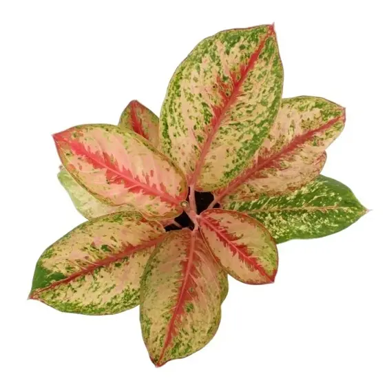 Aglaonema 'Painted Celebration' - image 3