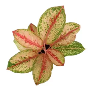 Aglaonema 'Painted Celebration' - image 3