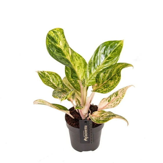 Aglaonema 'Peach Pearl' - image 1