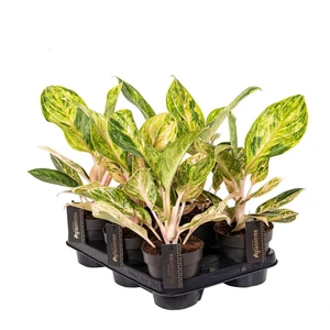 Aglaonema 'Peach Pearl' - image 2