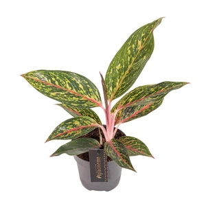 Aglaonema 'Pepper Bells' - image 1