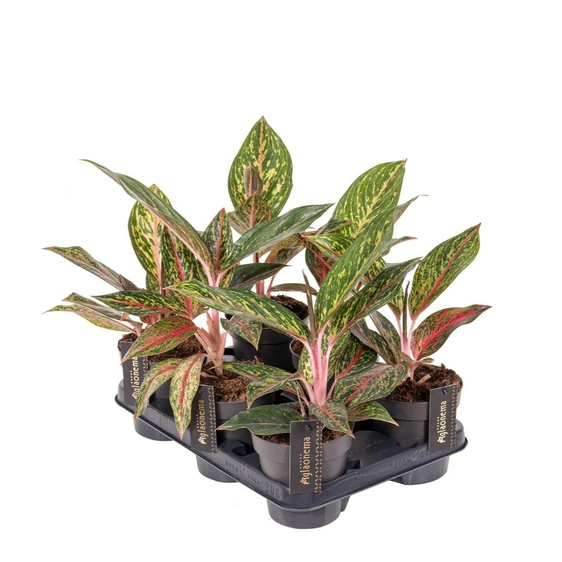 Aglaonema 'Pepper Bells' - image 2