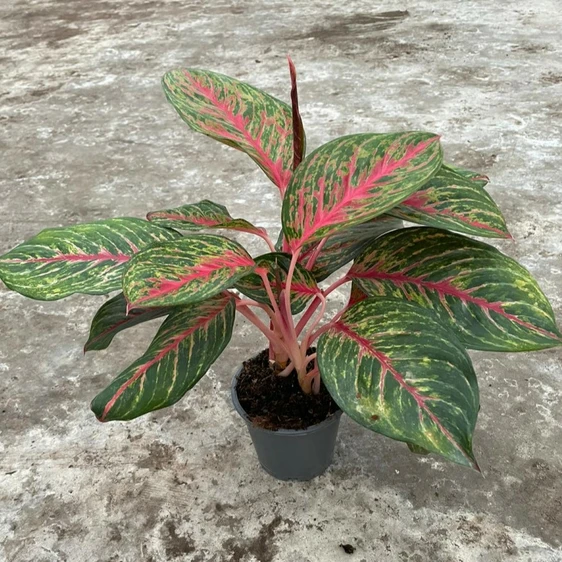 Aglaonema 'Pincut'