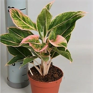 Aglaonema 'Pink Aurora'