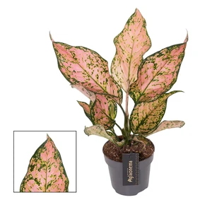 Aglaonema 'Pink Dolphin' - image 1