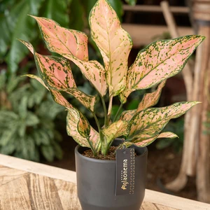 Aglaonema 'Pink Dolphin' - image 2