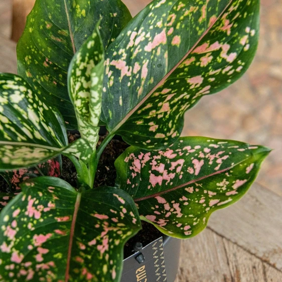 Aglaonema 'Pink Leopard' - image 2