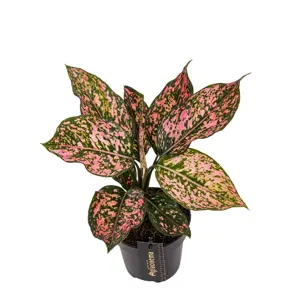 Aglaonema 'Pink Leopard'