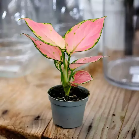 Aglaonema 'Pink Princess' - image 1