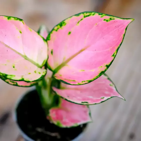 Aglaonema 'Pink Princess' - image 2