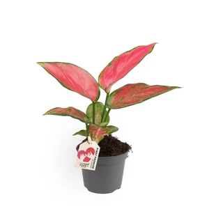 Aglaonema 'Pinky Promise'