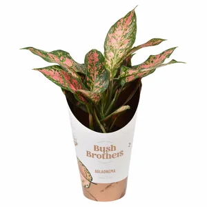 Aglaonema 'Point Star'