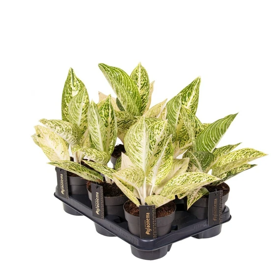 Aglaonema 'Polar Springtime' - image 2