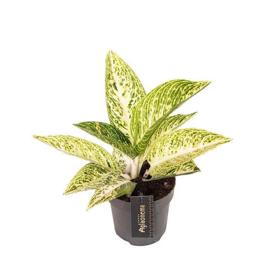 Aglaonema 'Polar Springtime' - image 1