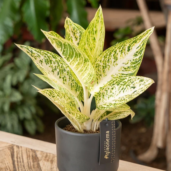 Aglaonema 'Polar Springtime' - image 3