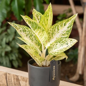 Aglaonema 'Polar Springtime' - image 3