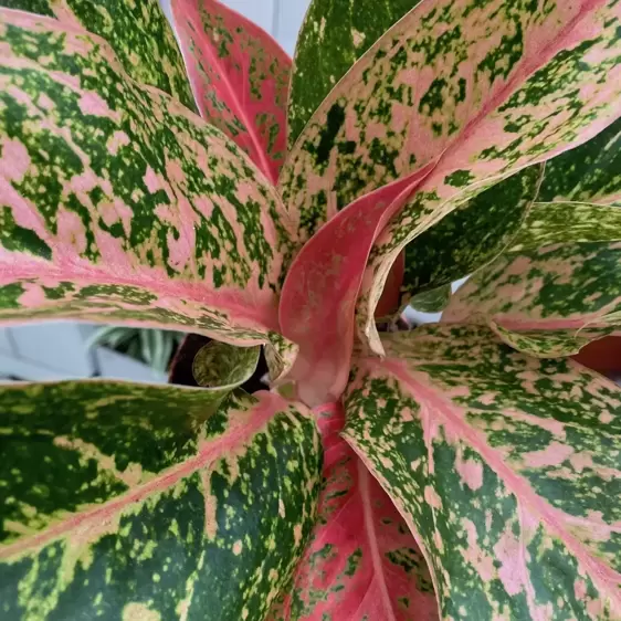 Aglaonema 'Prestige' 12cm