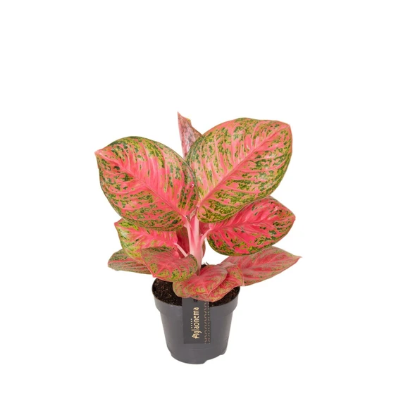Aglaonema 'Red Balloon' - image 1
