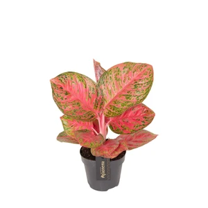 Aglaonema 'Red Balloon' - image 1