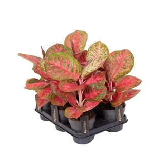 Aglaonema 'Red Balloon' - image 2