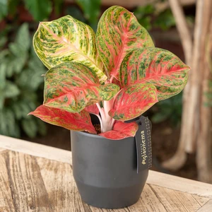 Aglaonema 'Red Balloon' - image 3